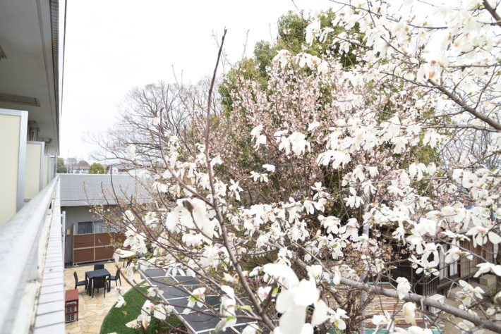 Cherry blossom in front of the window!