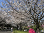 Cherry blossoms in a nearby park