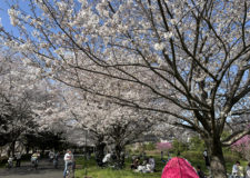 Cherry blossoms in a nearby park