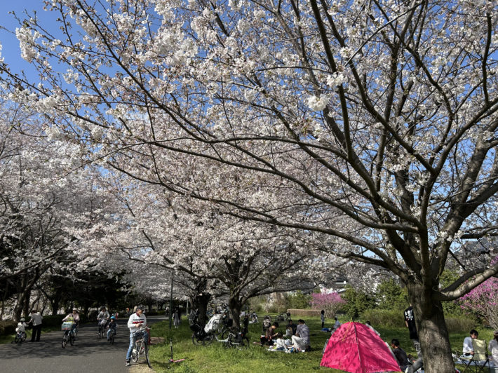 Cherry blossoms in a nearby park