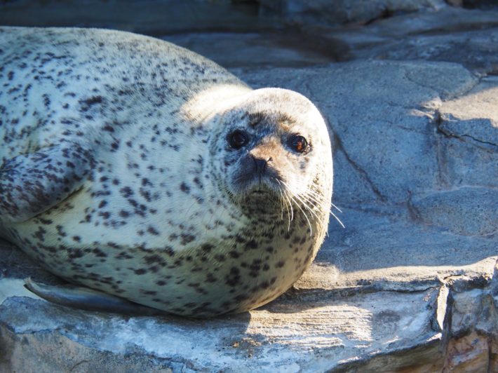 しながわ水族館が近くにあります＊